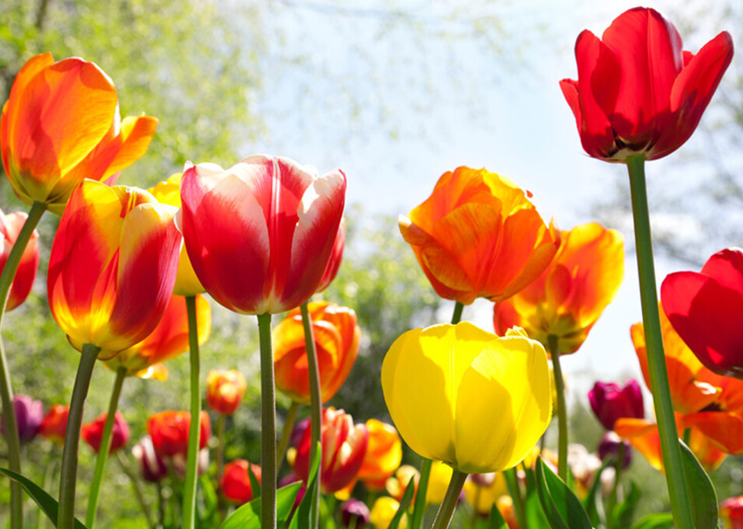tulips - Steve Satushek/The Image Bank/Getty Images