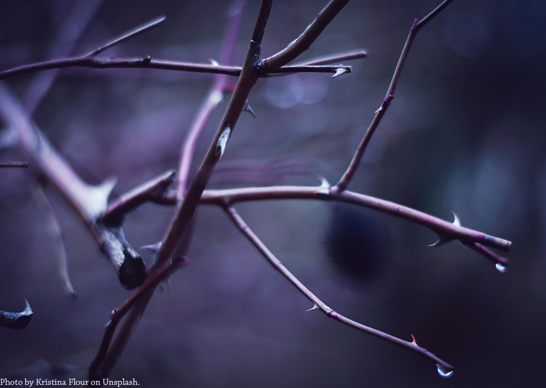 purple branches for Lent - photo by Kristina Flour on Unsplash