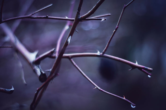 purple branches - lent