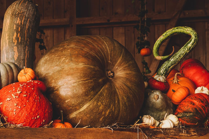 Thanksgiving pumpkins and gourds