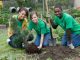 teens planting a tree - KidStock/Blend Images/Veer