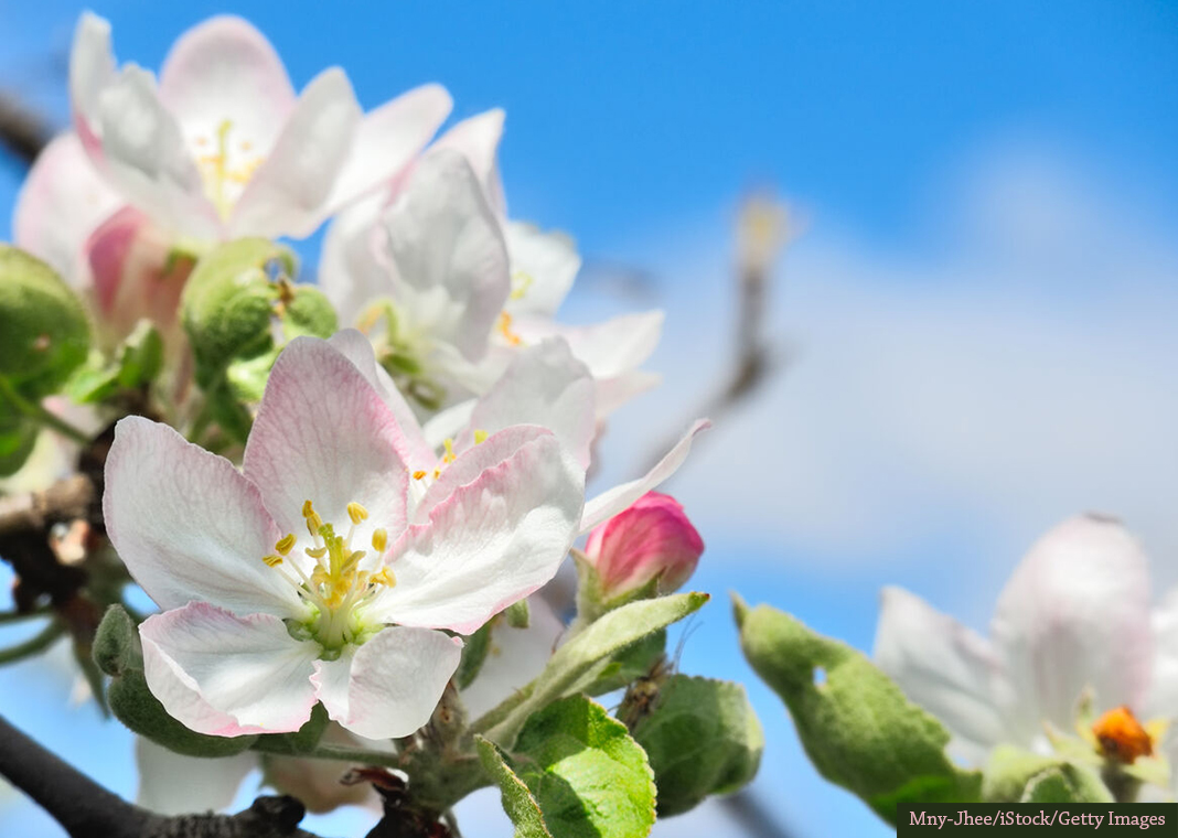 apple tree blossoms - Mny-Jhee/iStock/Getty Images